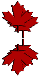 Maple Leaf
